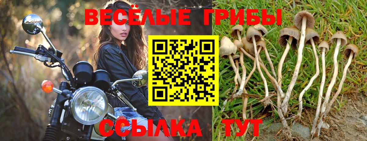 Галлюциногенные грибы Psilocybine cubensis Саяногорск